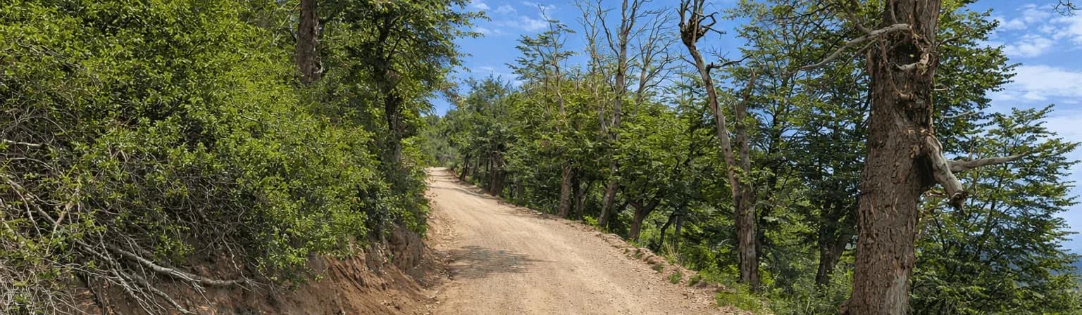 Uphill gravel road through a Patagonian forest, with trees on both sides and clear skies, in the natural environment of Cerro Otto.