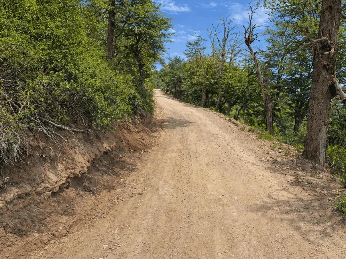 Uphill gravel road through a Patagonian forest, with trees on both sides and clear skies, in the natural environment of Cerro Otto.