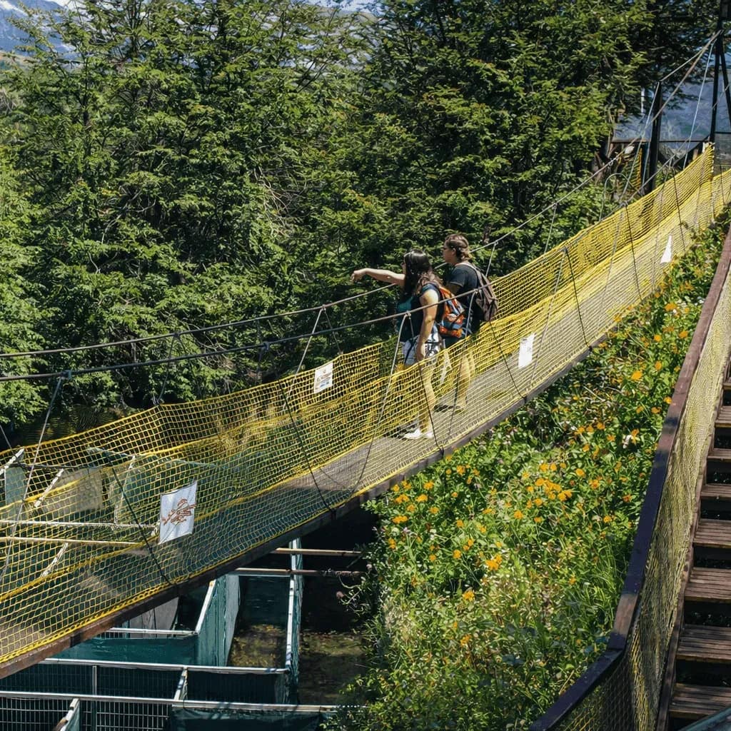 ponte suspensa